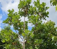 Arbutus unedo - Aardbeiboom - hoogstam boom.  kroon juni