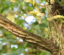 Acer campestre