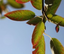 Amelanchier lamarckii