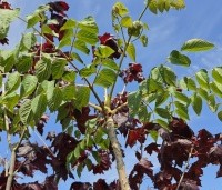 Aralia elata - Engelenboom - 2