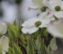 Cornus Florida Daybreak
