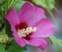 Hibiscus Russian Violet