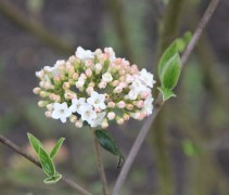 Viburnum Burkwoodii