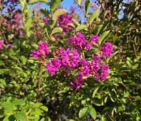 Lagerstroemia indica 'Benoit' - Paarsrode Indische Sering - 1