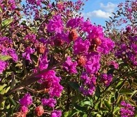 Lagerstroemia indica 'Benoit' - Paarsrode Indische Sering - 2