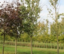 Malus tschonoskii