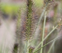 Pennisetum