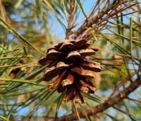 Pinus sylvestris 'Glauca' - Grove den 'Glauca' - 6