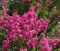 Lagerstroemia indica 'Rosea' - Indische sering - 4