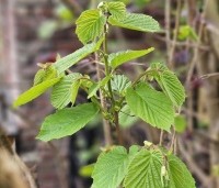 Corylus avellana - Gewone hazelaar - jong blad in april