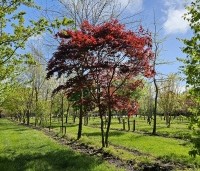 Acer palmatum 'Red Flash' - Japanse Esdoorn 'Red Flash' - april 2024