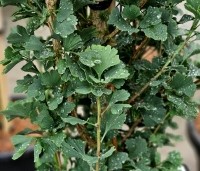 Ginkgo biloba 'Menhir'  - Japanse Notenboom 'Menhir' - 1