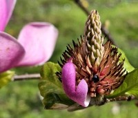 Magnolia 'Cleopatra' - Magnolia 'Cleopatra' - 3