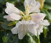 Rhododendron 'Dora Amateis' - Rododendron 'Dora Amateis' - 2