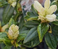 Rhododendron 'Dora Amateis' - Rododendron 'Dora Amateis' - 3