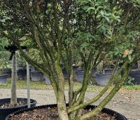 Osmanthus x burkwoodii - Schijnhulst - 5