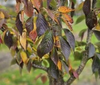 Prunus serrulata 'Sunset Boulevard' - Japanse Sierkers - 3