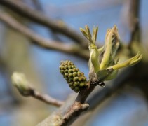 Juglans regia Buccaneer