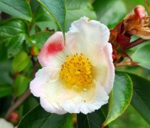 Stewartia Rostrata
