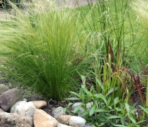 Stipa Ponystails in border