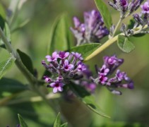 Vlinderstruik 'Unique' heeft prachtige paarse bloemen