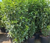 Prunus laurocerasus 'Genolia' - Laurierkers 'Genolia' - 3