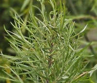 Salix elaeagnos 'Angustifolia' - Rozemarijnwilg, Grijze wilg - 2