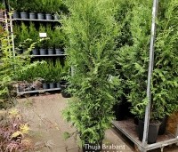 Thuja occidentalis 'Brabant' - Westerse Levensboom - 1