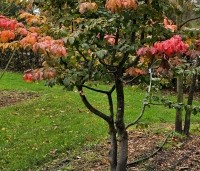 Parrotia persica 'Bella' - Perzisch IJzerhout - 3