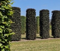 Fagus sylvatica 'Atropunicea' - Rode beuk - juli 2025