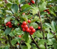 Ilex meserveae 'Blue Princess' - Blauwe hulst 'Blue Princess'   - 2