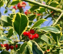 Ilex aquifolium 'Argentae Marginata'