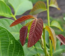 Juglans regia 'Cyrill'