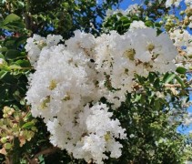 Lagestroemia indica 'Bianco'