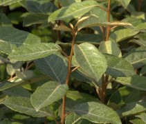 Elaeagnus ebbingei grijsgroene blad