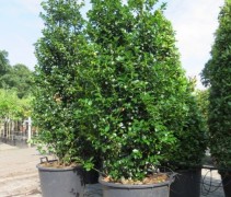 Ilex meserveae 'Blue Maid'