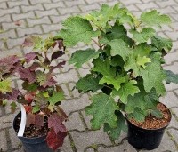 Hydrangea quercifolia - Eikenbladhortensia - gekweekt in C5