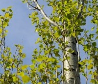 Populus nigra 'Italica' - Italiaanse populier - 8