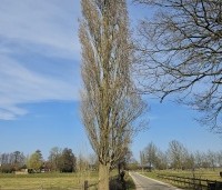 Populus nigra 'Italica' - Italiaanse populier - 7