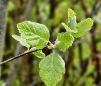 Sorbus intermedia 'Brouwers' - Zweedse Lijsterbes - jong blad