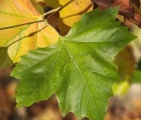 Platanus hispanica - Plataan - blad in oktober