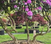 Rhododendron 'Roseum Elegans' - Rododendron 'Roseum Elegans' - 1