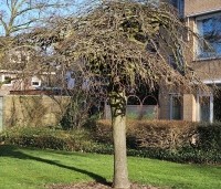 Ulmus 'Camperdownii' - Prieel-iep - 6