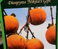 Diospyros 'Nikita's Gift' - Kaki boom 'Nikita's Gift' - 4