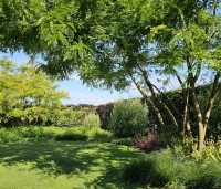 Gleditsia triacanthos 'Sunburst' - Valse christusdoorn - juli 2025