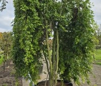 Acer palm. 'Ryusen' - Acer palm. 'Ryusen' - 7