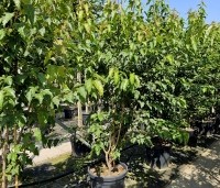 Acer tataricum subsp. ginnala - Esdoorn - 2