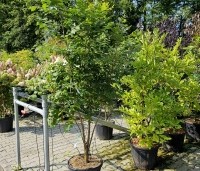 Koelreuteria paniculata - Chinese vernisboom - 2