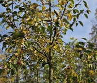 Malus 'Red Sentinel' - Sierappel - 2