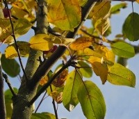 Malus 'Red Sentinel' - Sierappel - herfst